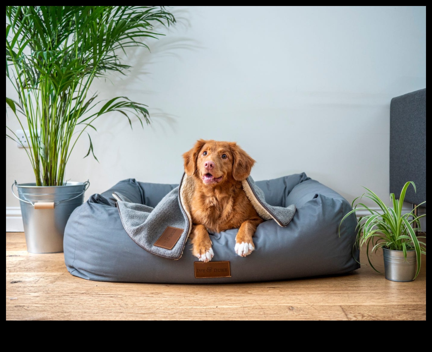A Happy Home: Creating a Pet-Friendly Environment