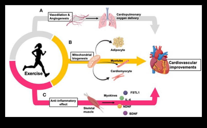 Aerobic Alchemy: Transforming Lives with Cardiovascular Workouts