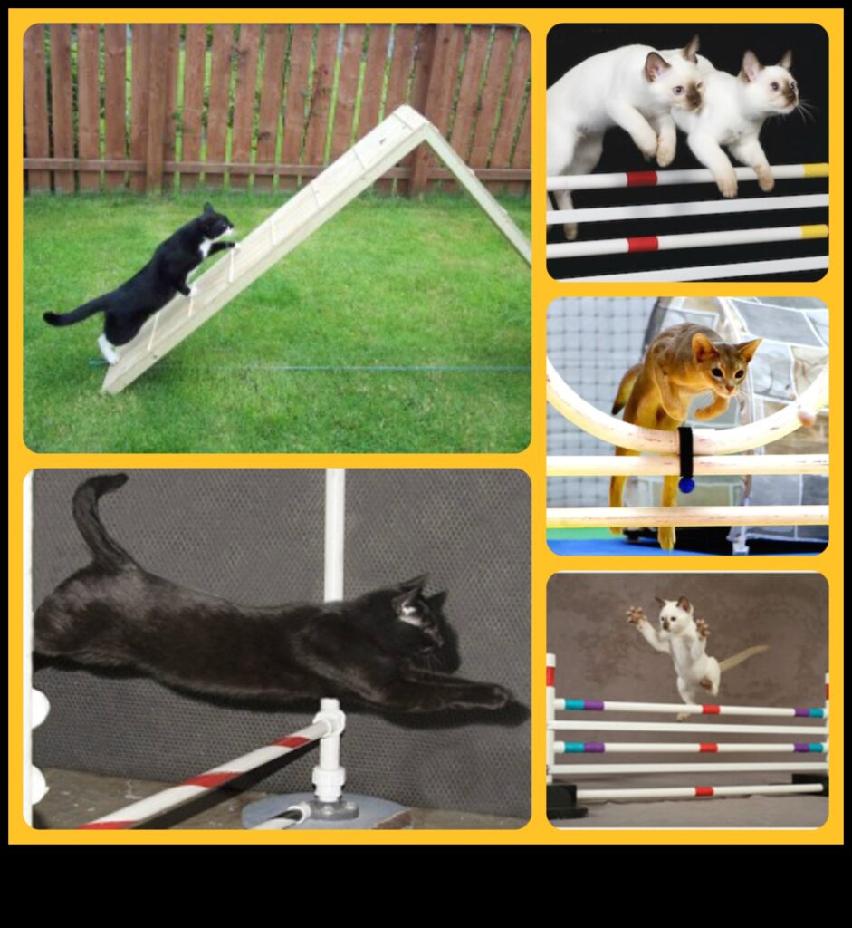Agility Adventures Exploring the World of Cat Sports 1