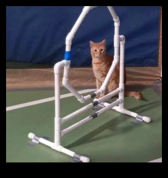 Agility Adventures: Exploring the World of Cat Sports