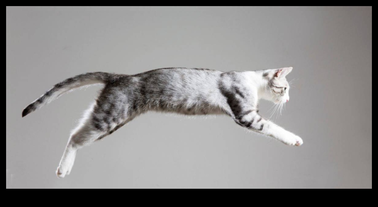 Agility Adventures: Exploring the World of Cat Sports