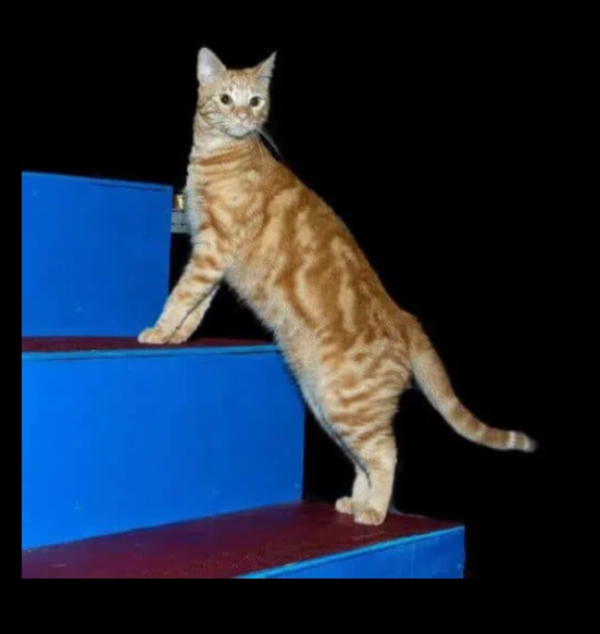 Agility Adventures: Exploring the World of Cat Sports