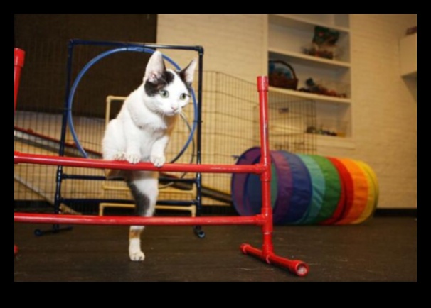 Agility Adventures: Exploring the World of Cat Sports