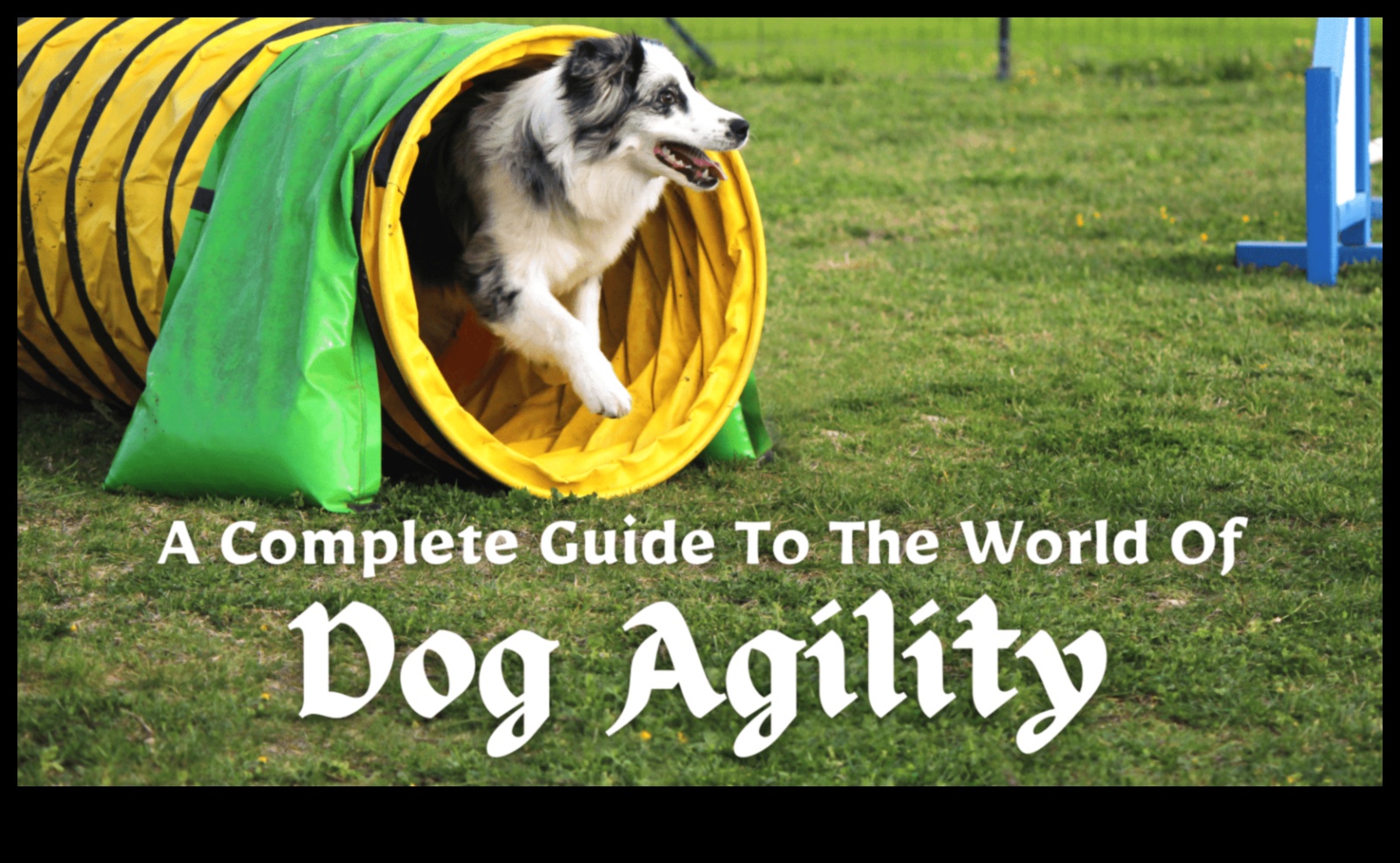 Agility Adventures: Exploring the World of Dog Sports