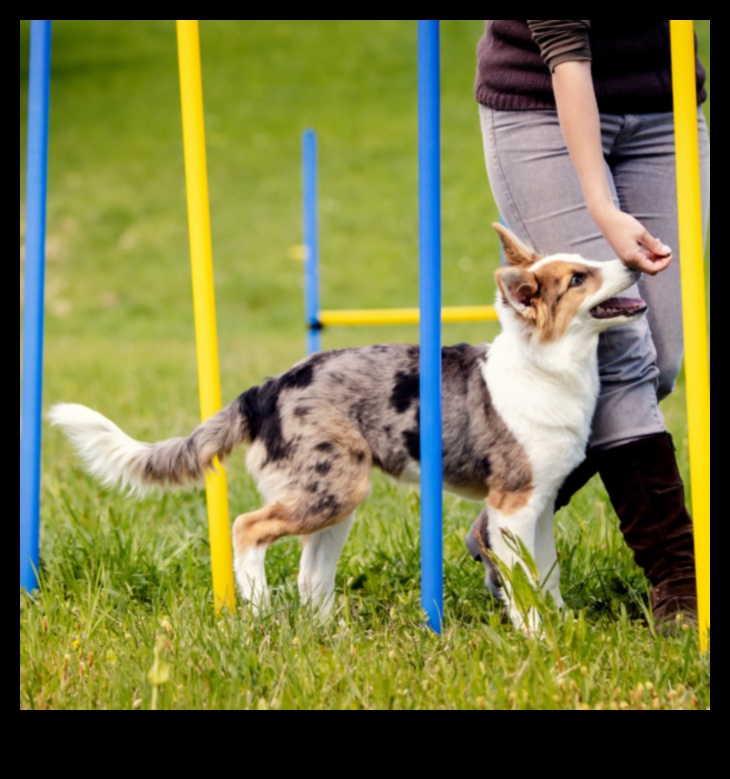 Agility Adventures: Exploring the World of Dog Sports