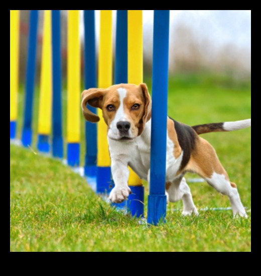 Agility Adventures: Exploring the World of Dog Sports