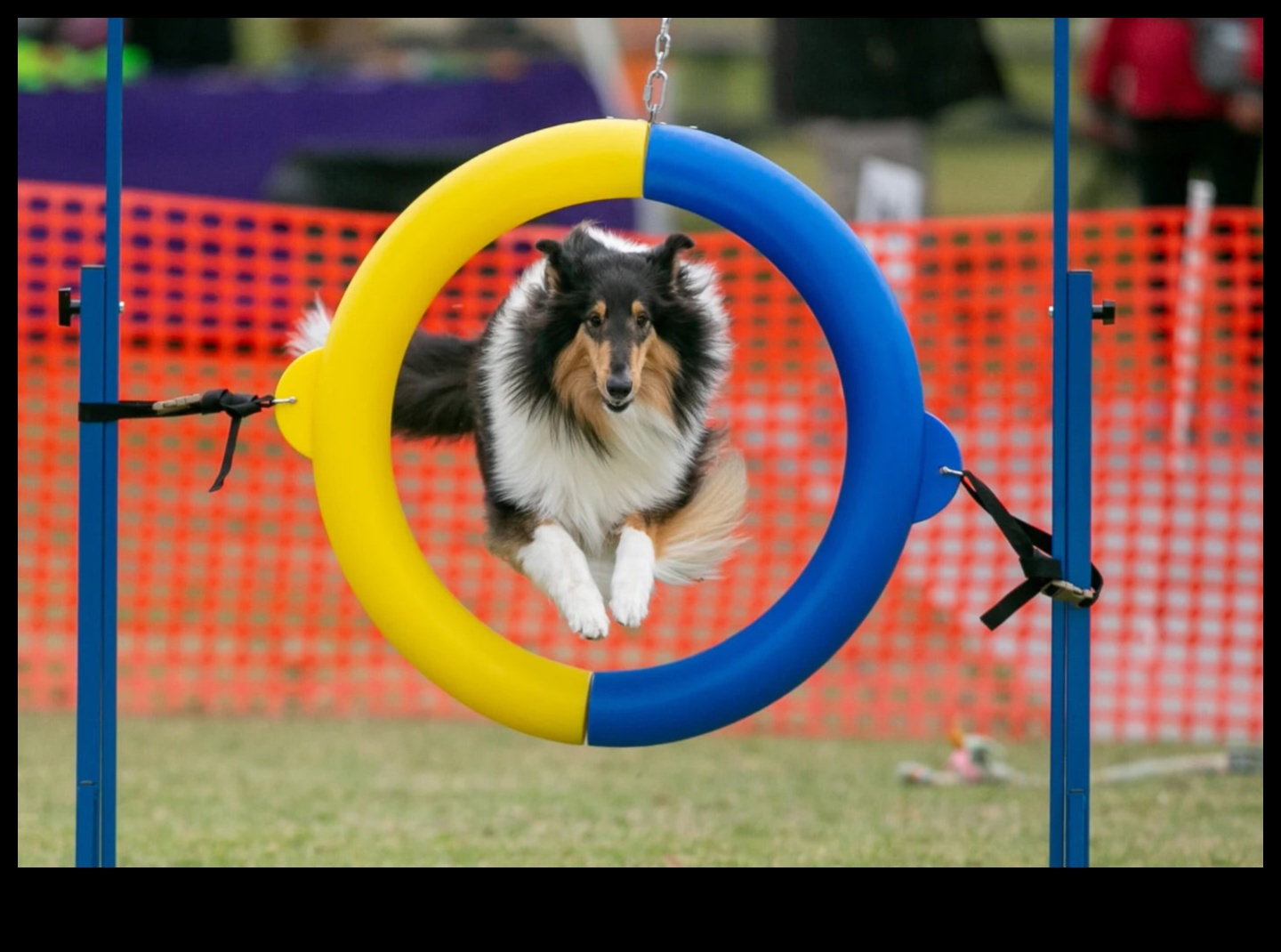 Agility Adventures: Exploring the World of Dog Sports