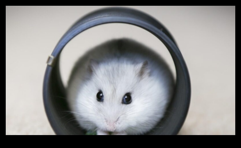 Ambient Ambassadors: Creating a Relaxing Environment for Hamsters