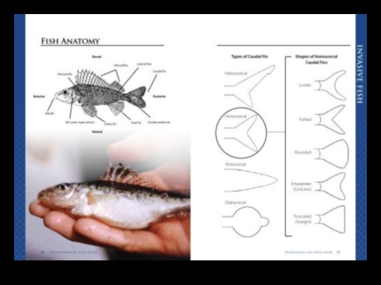 Angler's Anatomy: Understanding the Anatomy of Popular Sportfish