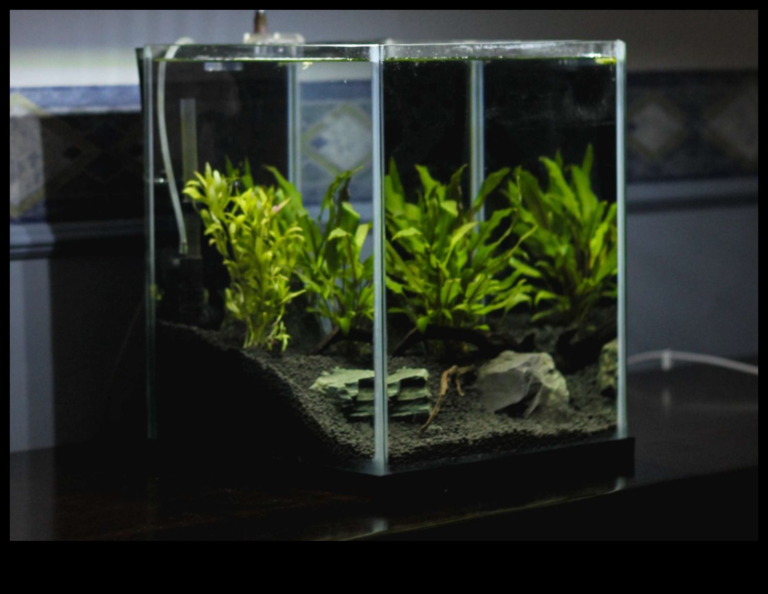 Aqua Adornments Continued: Enhancing the Aesthetic of Your Fish Tank