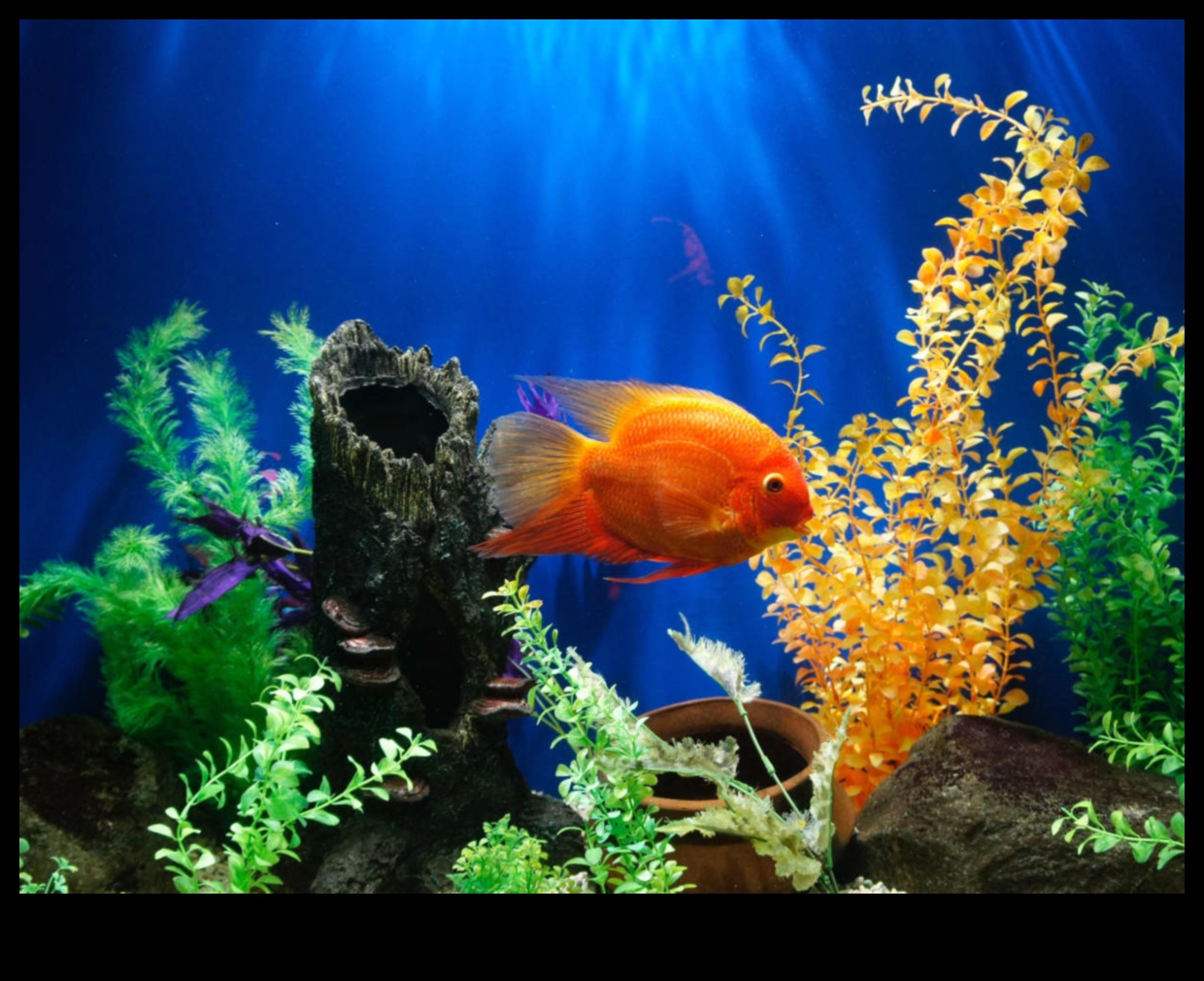 Aqua Adornments Continued: Enhancing the Aesthetic of Your Fish Tank