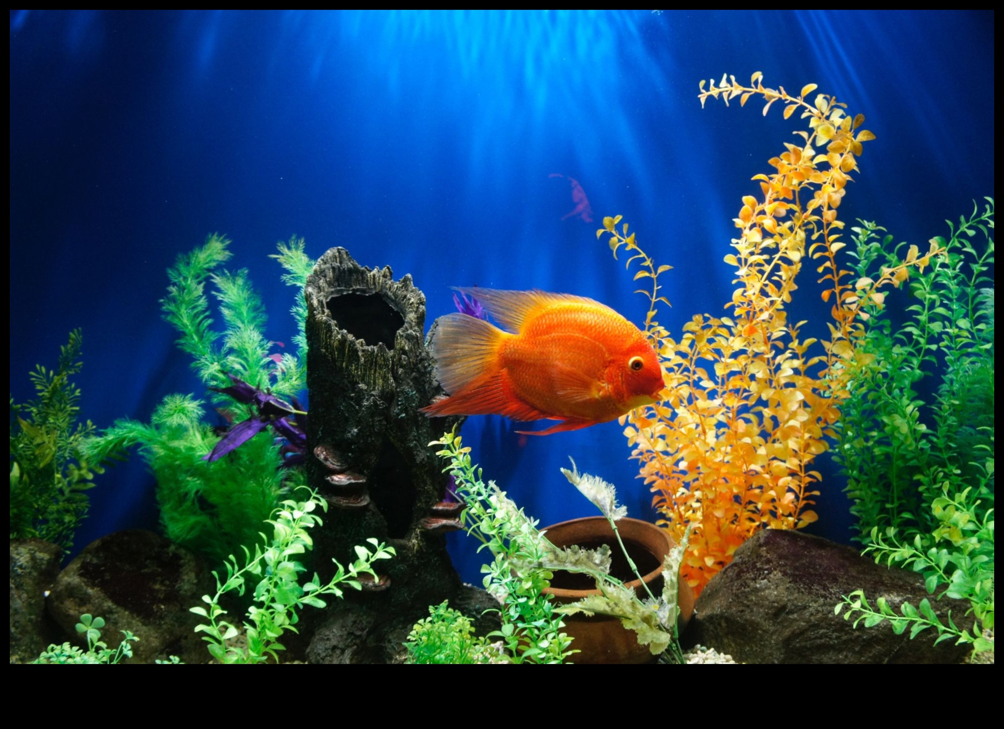 Aqua Adornments Continued: Enhancing Your Fish Tank's Aesthetic