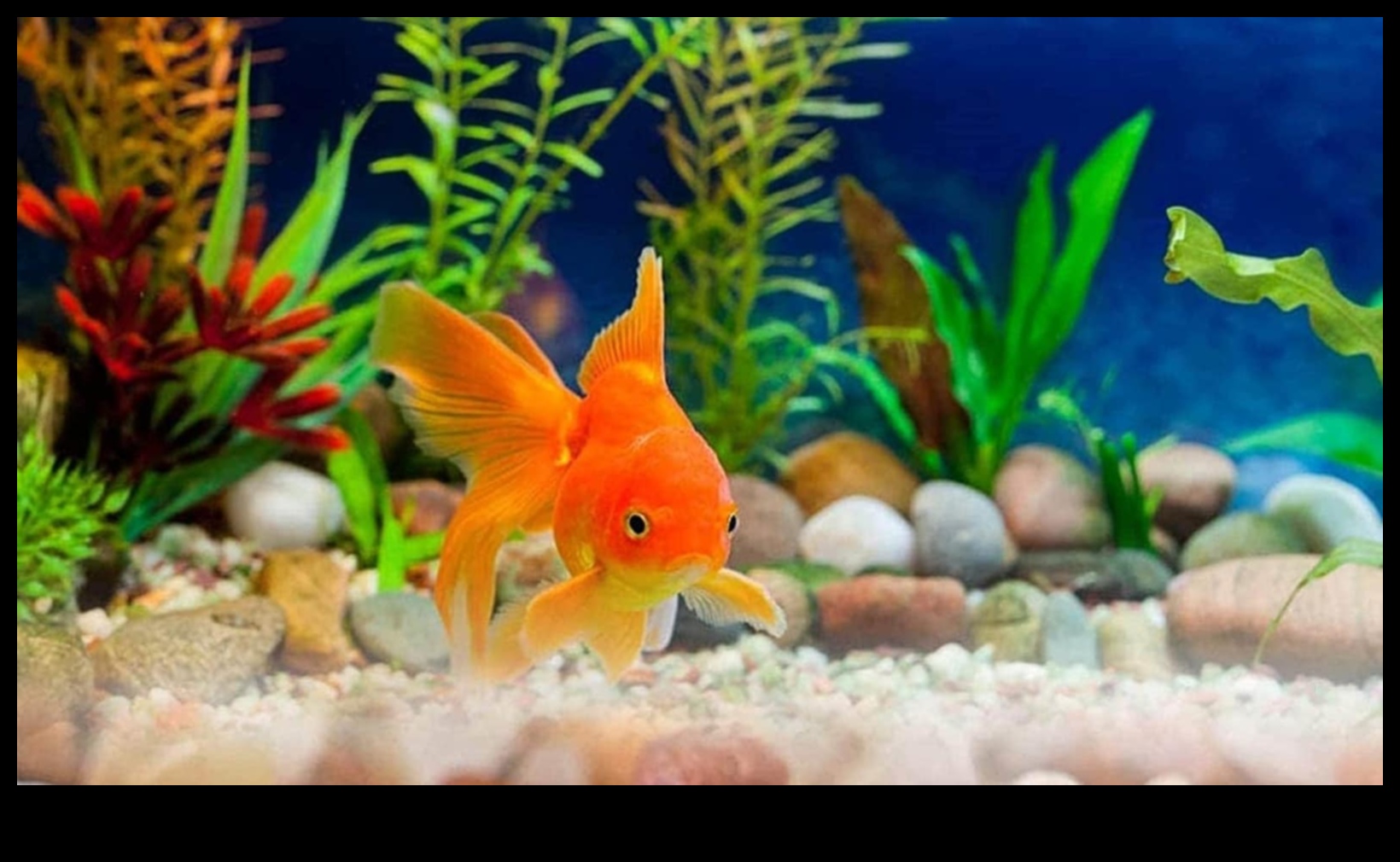 Aqua Adornments Continued: Enhancing Your Fish Tank's Aesthetic