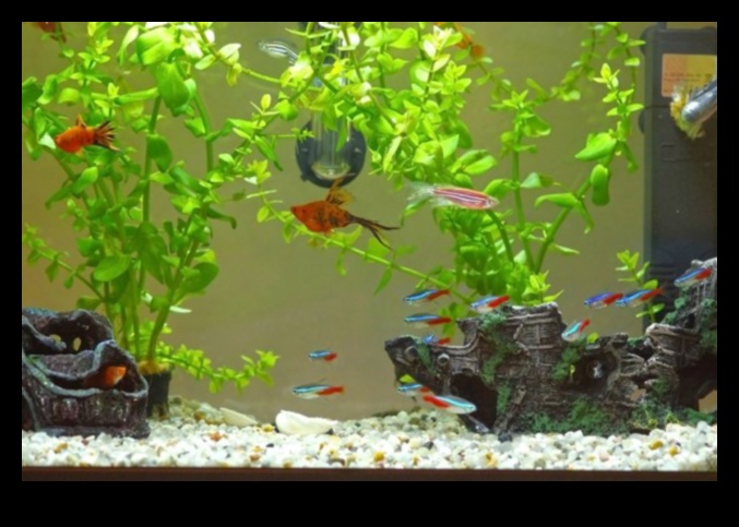 Aqua Adornments Continued: Enhancing Your Fish Tank's Aesthetic