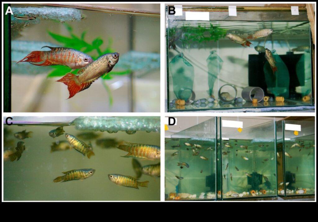 Aqua Architects Examining the Nests and Homes of Fish 1