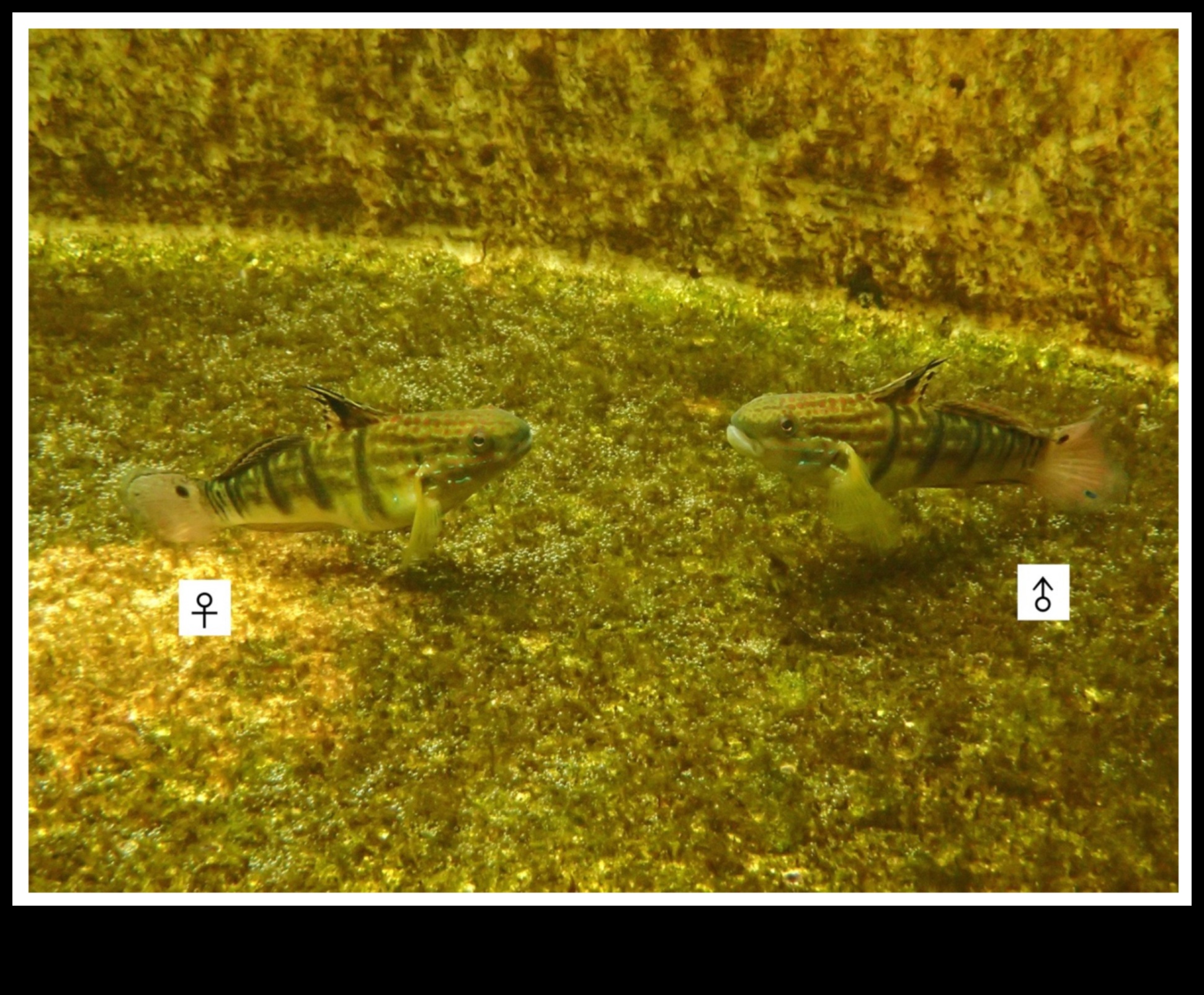 Aqua Architects: Examining the Nests and Homes of Fish