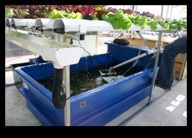 Aquaponics Adventures: Combining Fish Farming and Plant Cultivation