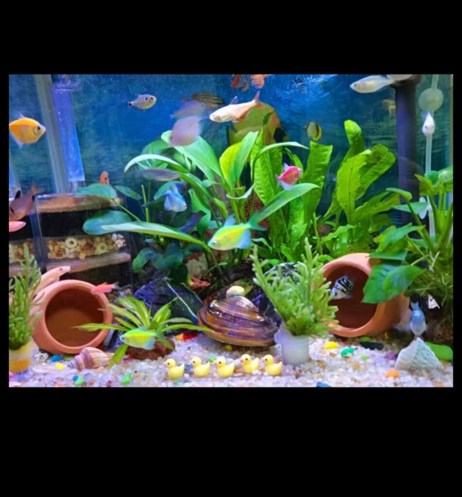 Aquarium Accents Add a Touch of Style to Your Fish Tank 1