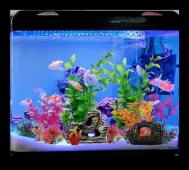 Aquarium Accents: Decorative Touches for Stylish Fish Tanks