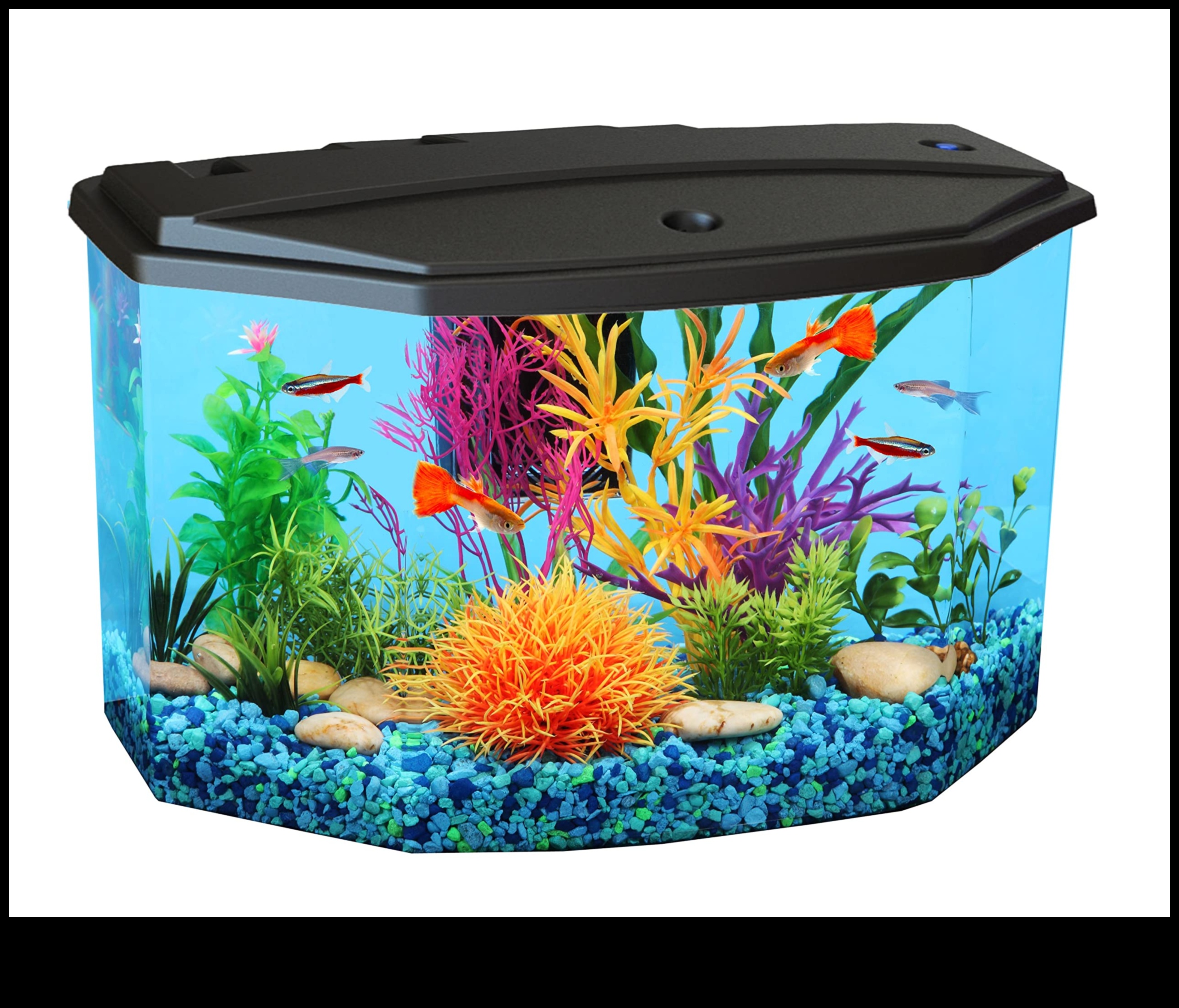 Aquarium Accents: Enhancing Your Fish Tank with Decorative Elements