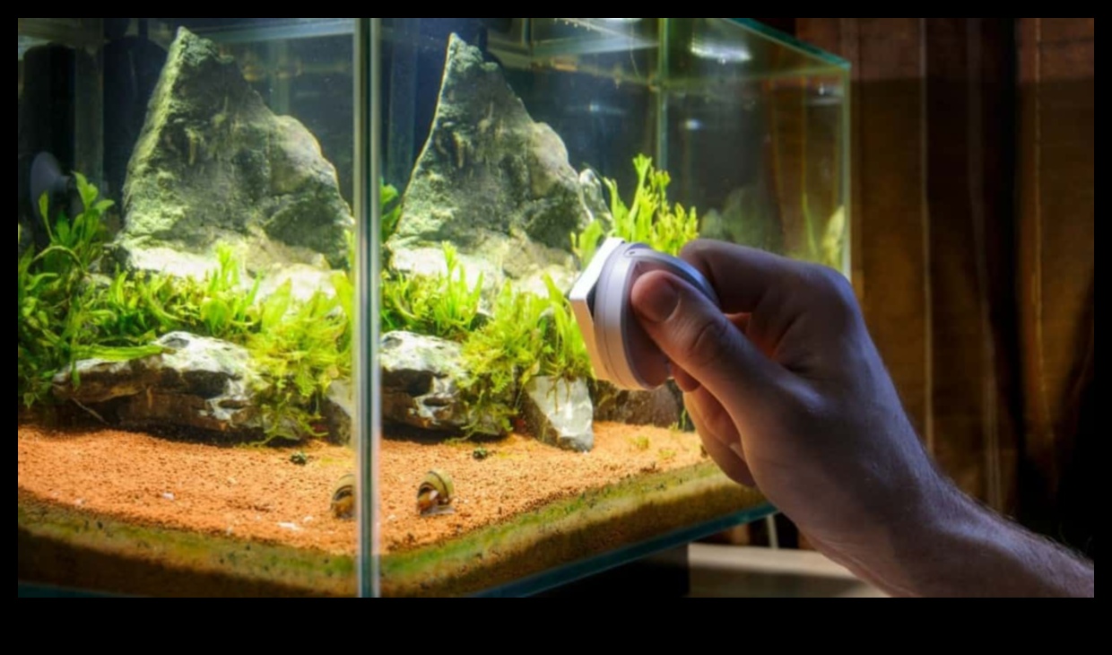 Aquarium Algae Control: Tips for Maintaining a Clean Fish Tank