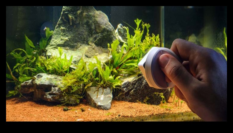 Aquarium Algae Control: Tips for Maintaining a Clean Fish Tank