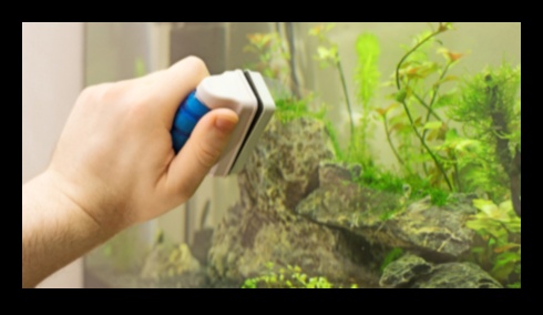 Aquarium Algae Control: Tips for Maintaining a Clean Fish Tank