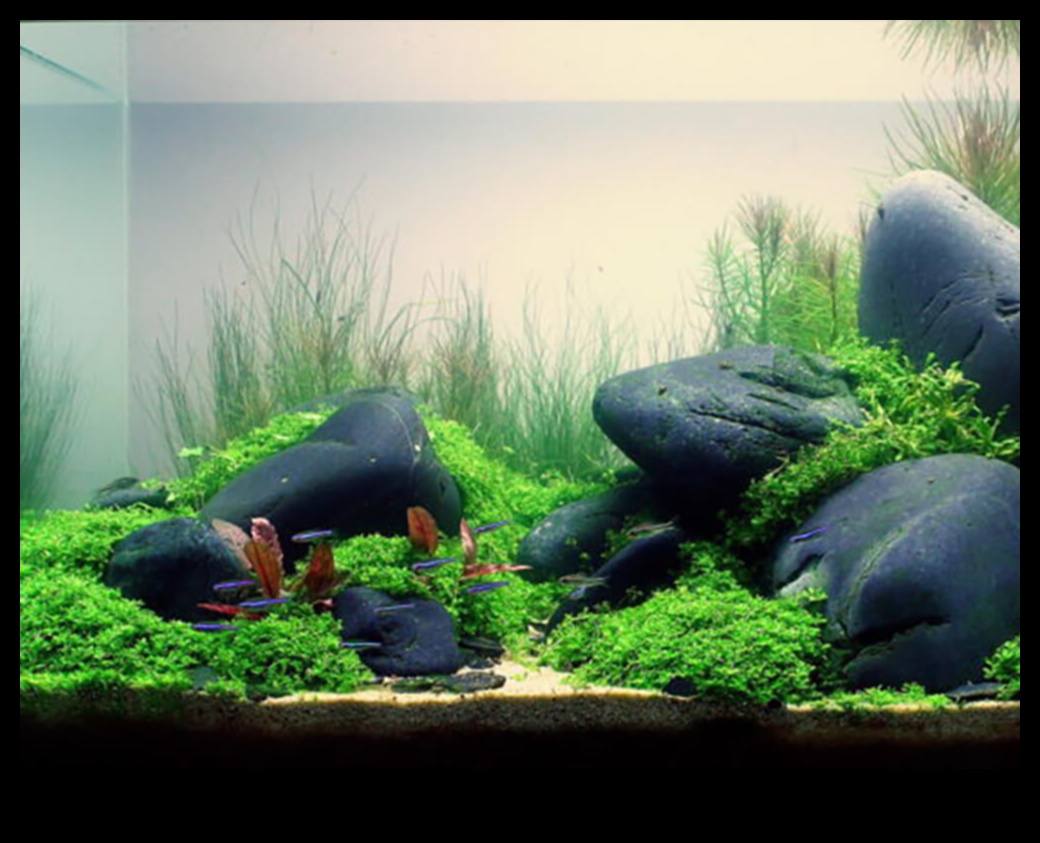 Aquarium Algae Control: Tips for Maintaining a Clean Fish Tank