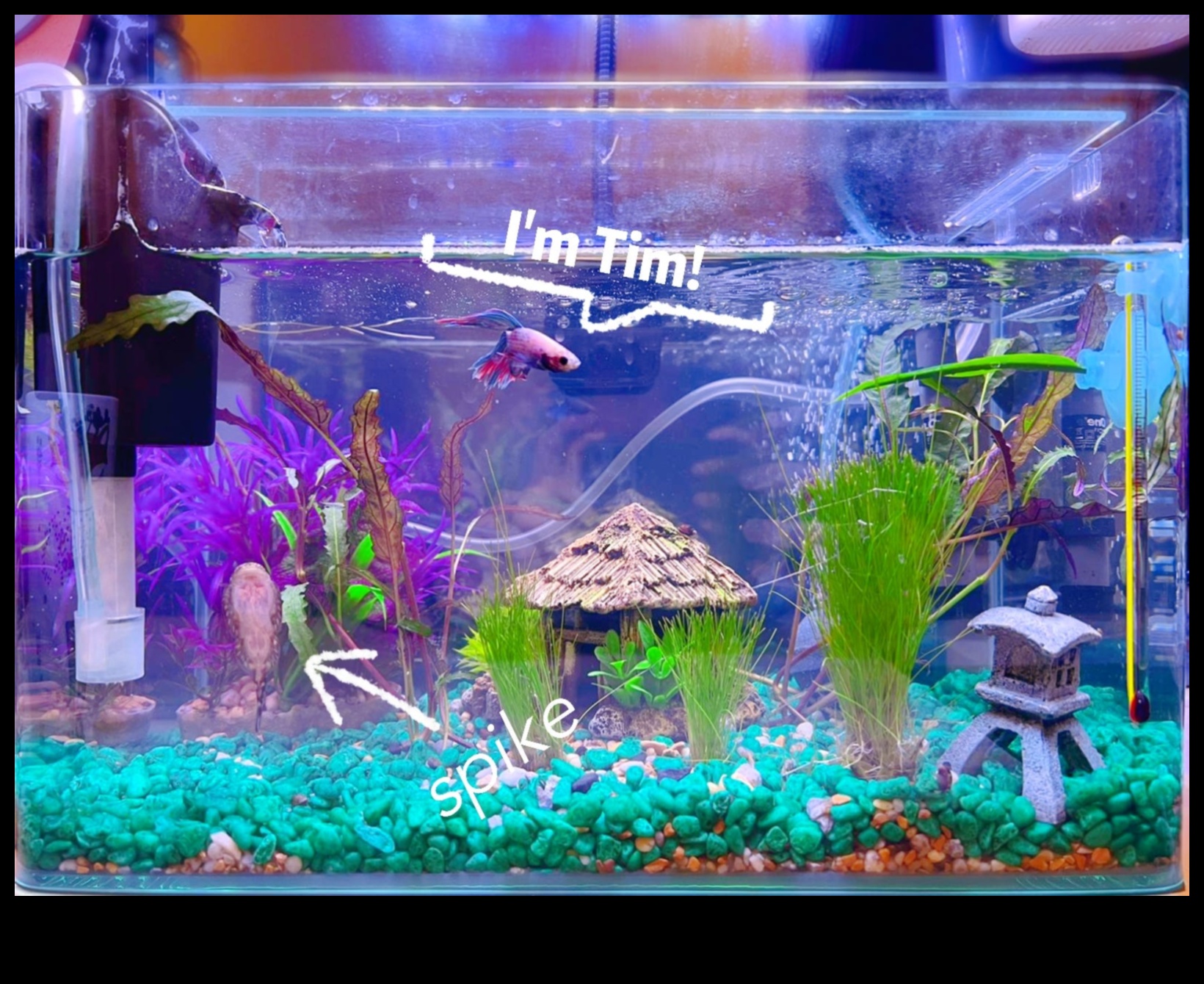 Aquarium Exploration: Encouraging Fish to Explore Their Tank