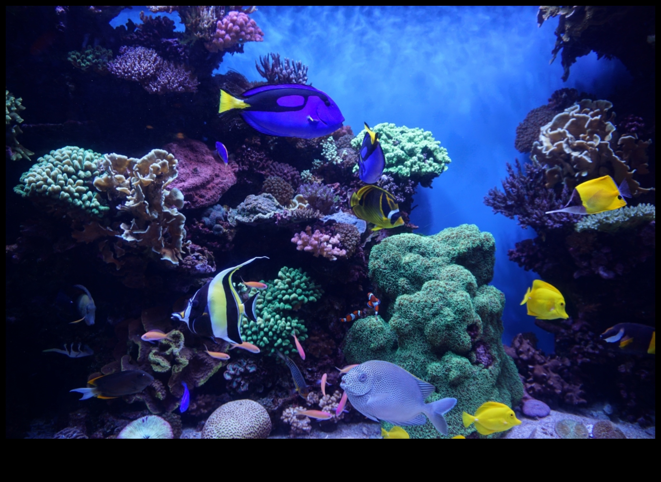 Aquarium Photography 101: Capturing Stunning Images of Fish