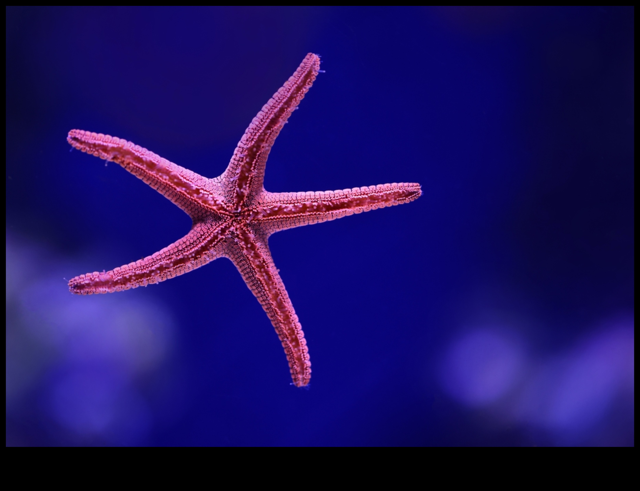 Aquarium Photography 101: Capturing Stunning Images of Fish