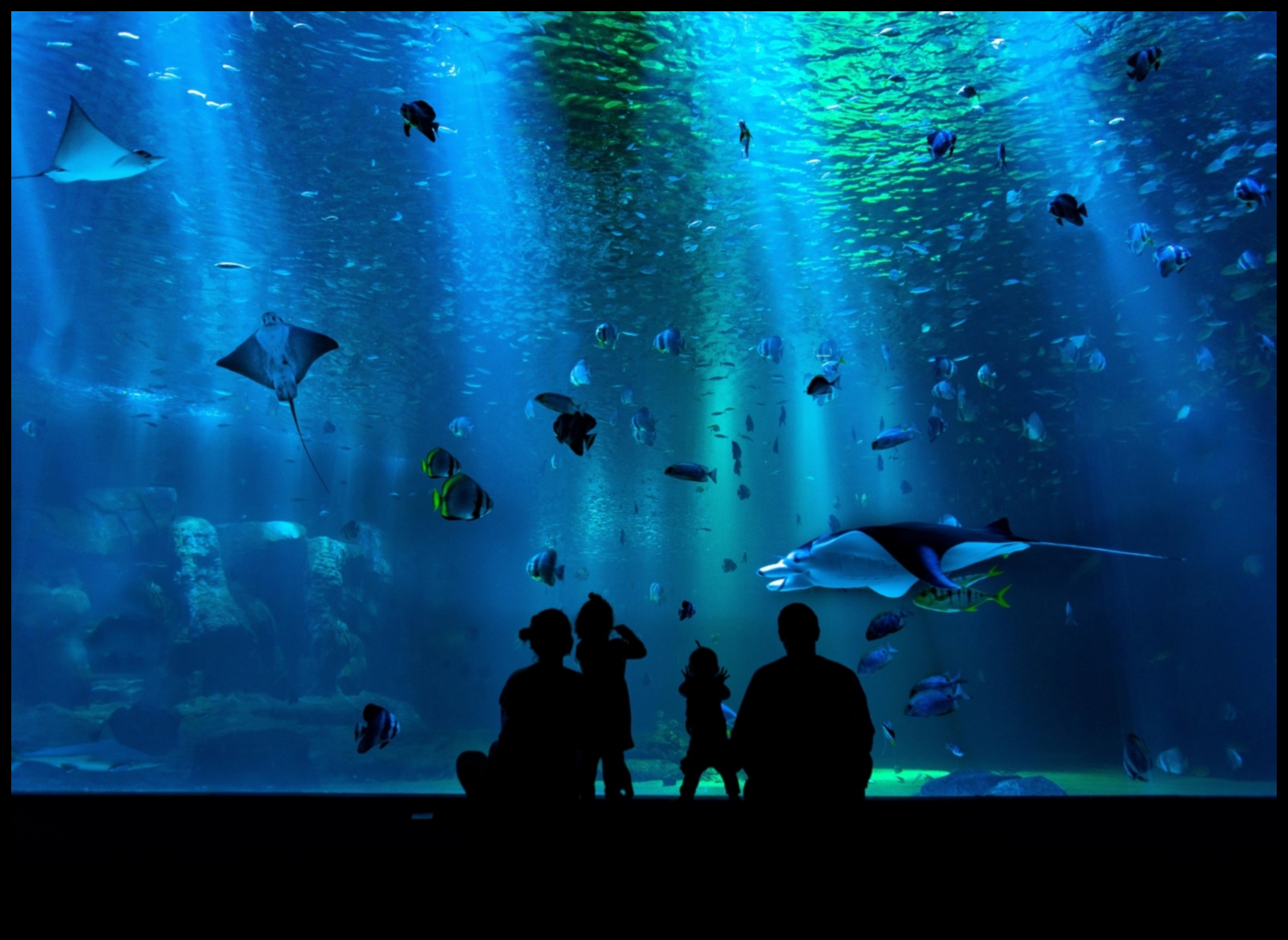 Aquarium Photography 101: Capturing Stunning Images of Fish