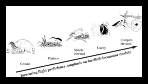 Avian Abodes Understanding Different Types of Bird Nests 1