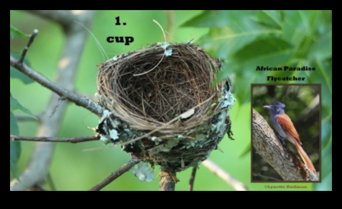 Avian Abodes: Understanding Different Types of Bird Nests