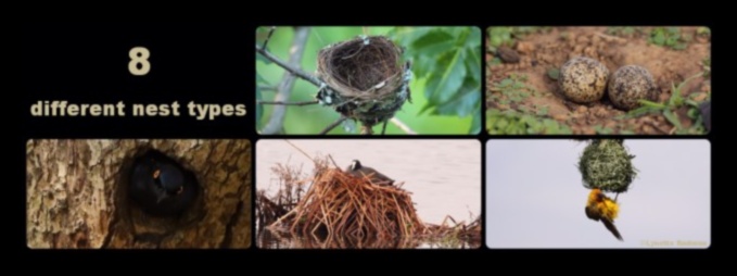 Avian Abodes: Understanding Different Types of Bird Nests