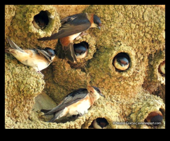 Avian Abodes: Understanding Different Types of Bird Nests