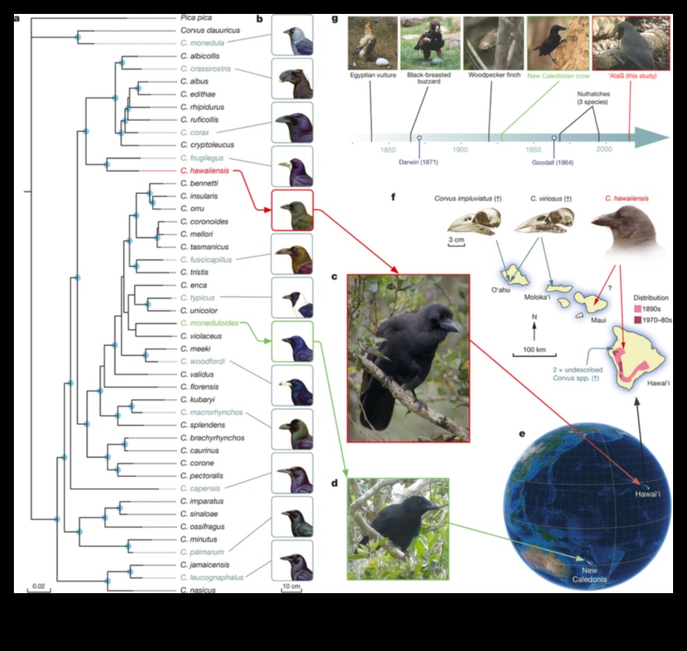 Avian Archivists How Birds Use Tools in the Wild 1