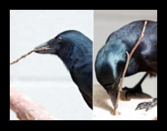 Avian Archivists: How Birds Use Tools in the Wild