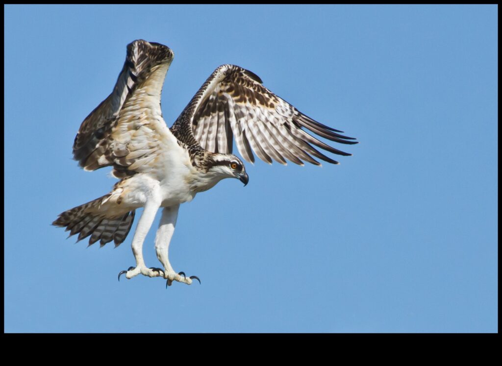 Avian Athletes Birds Known for Their Remarkable Feats 1
