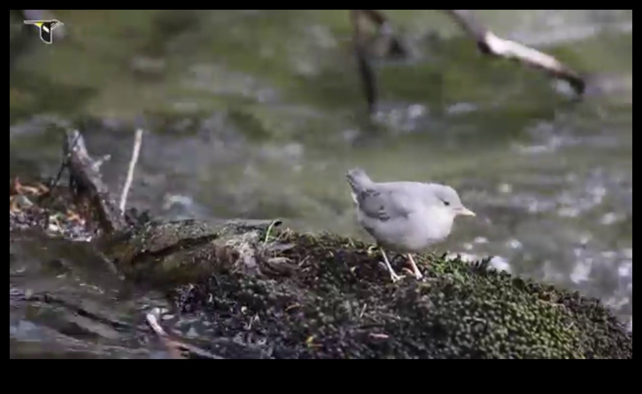 Avian Athletes: Birds Known for Their Remarkable Feats