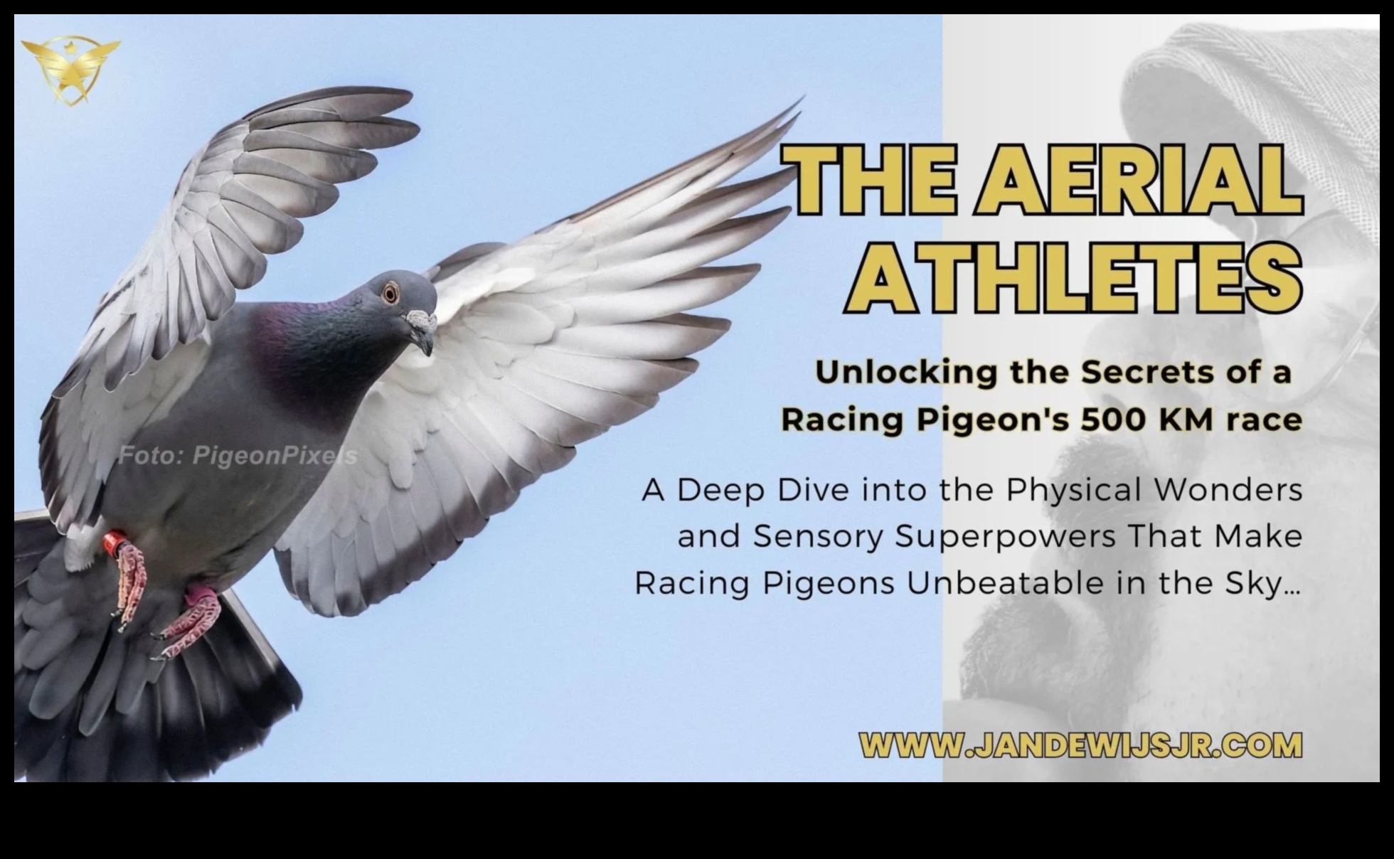 Avian Athletes: Birds Known for Their Remarkable Feats