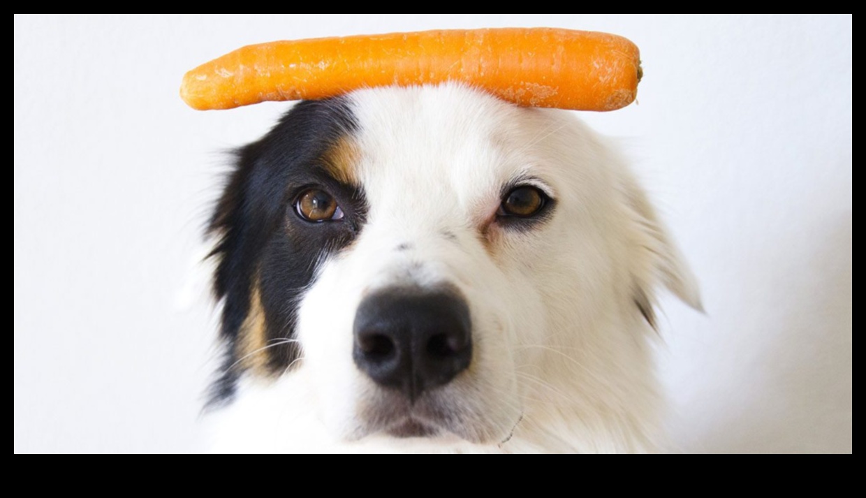 Balancing Act: Maintaining Healthy Nutrition for Pocket Pets