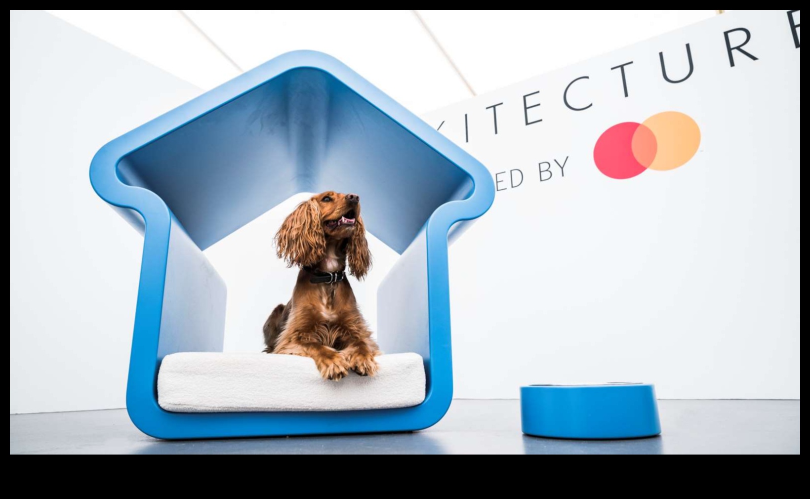 Barkitecture Blueprint: Designing the Perfect Dog-Friendly Space