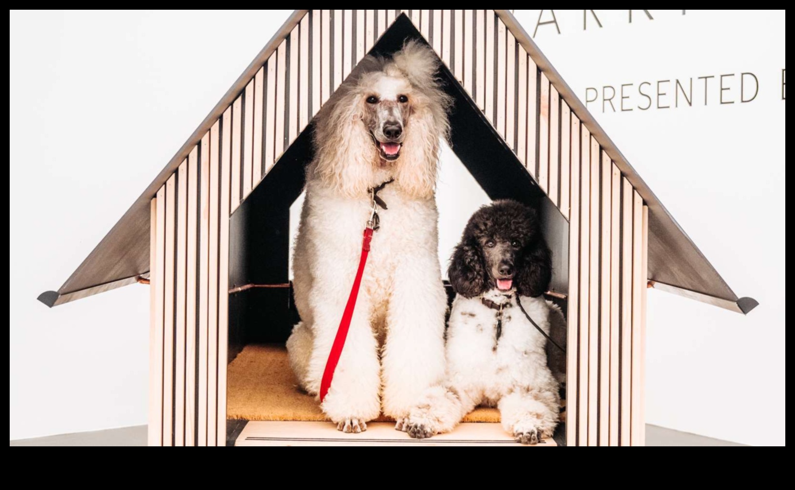 Barkitecture Blueprint: Designing the Perfect Dog-Friendly Space