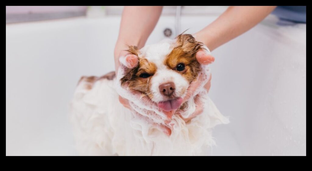 Bathing Beauties Tips for Grooming Small Pets 1