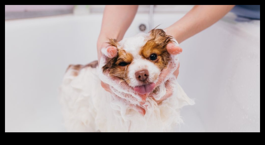 Bathing Beauties: Tips for Grooming Small Pets