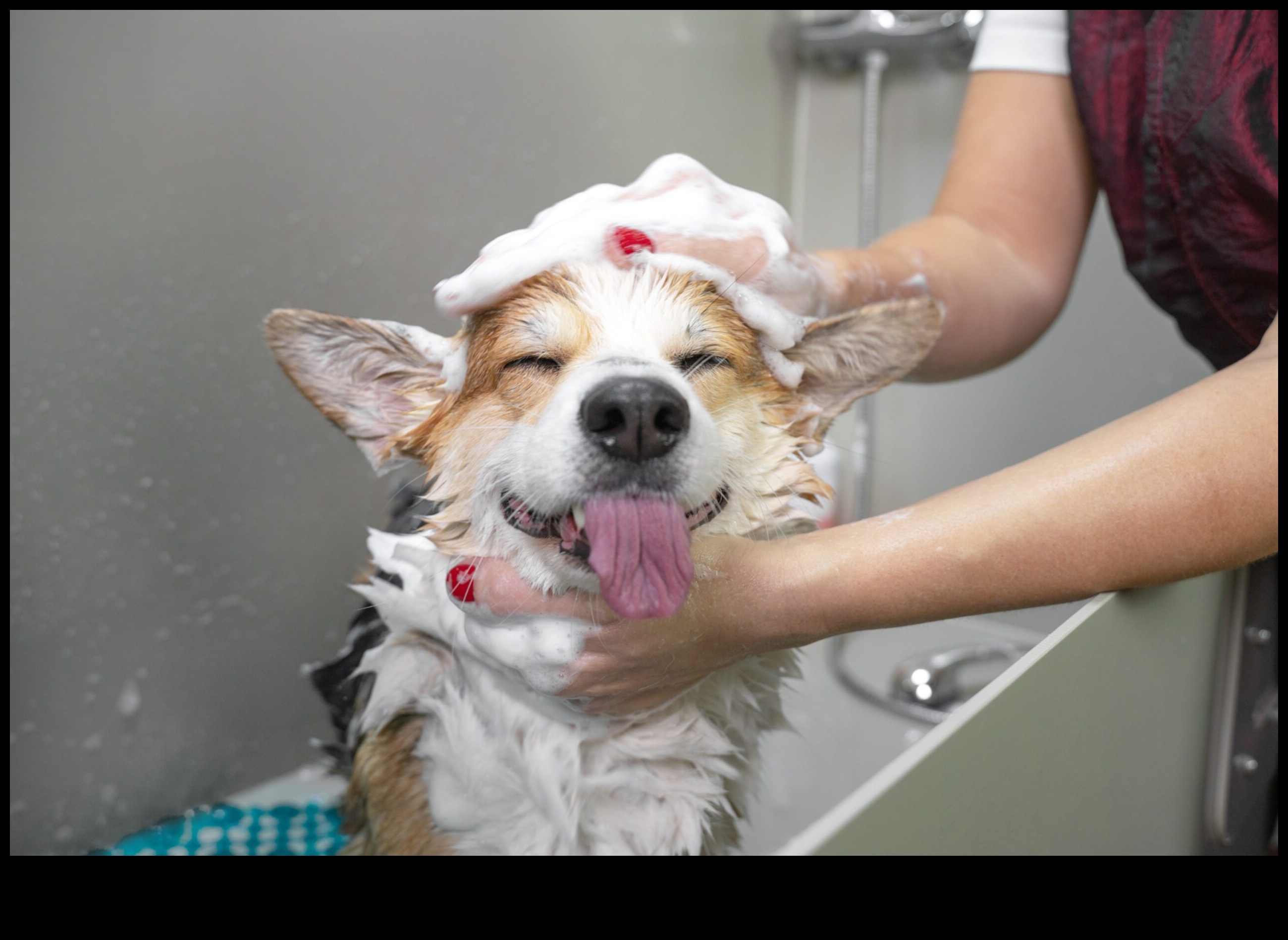 Bathing Beauties: Tips for Grooming Small Pets