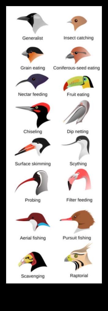 Beak Perfection: The Diversity of Bird Beak Shapes and Functions