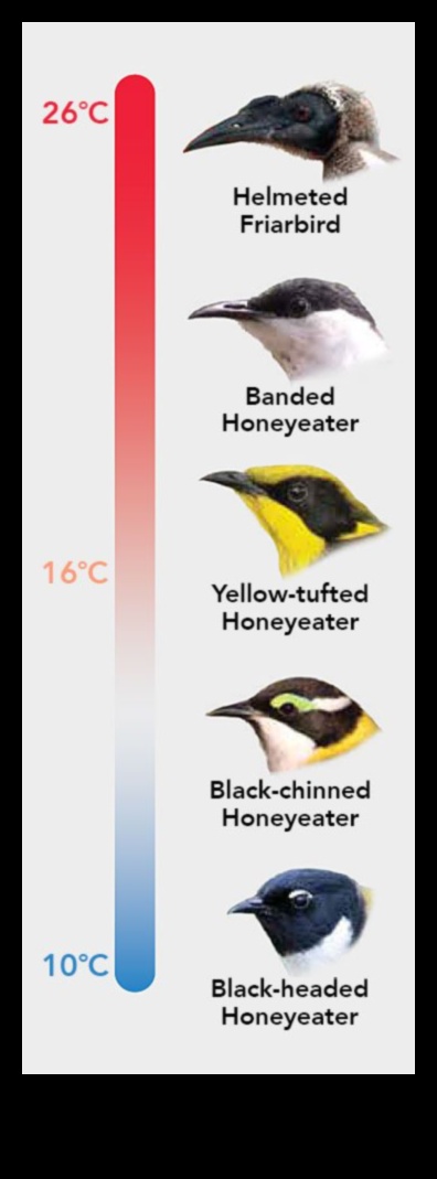 Beak Perfection: The Diversity of Bird Beak Shapes and Functions