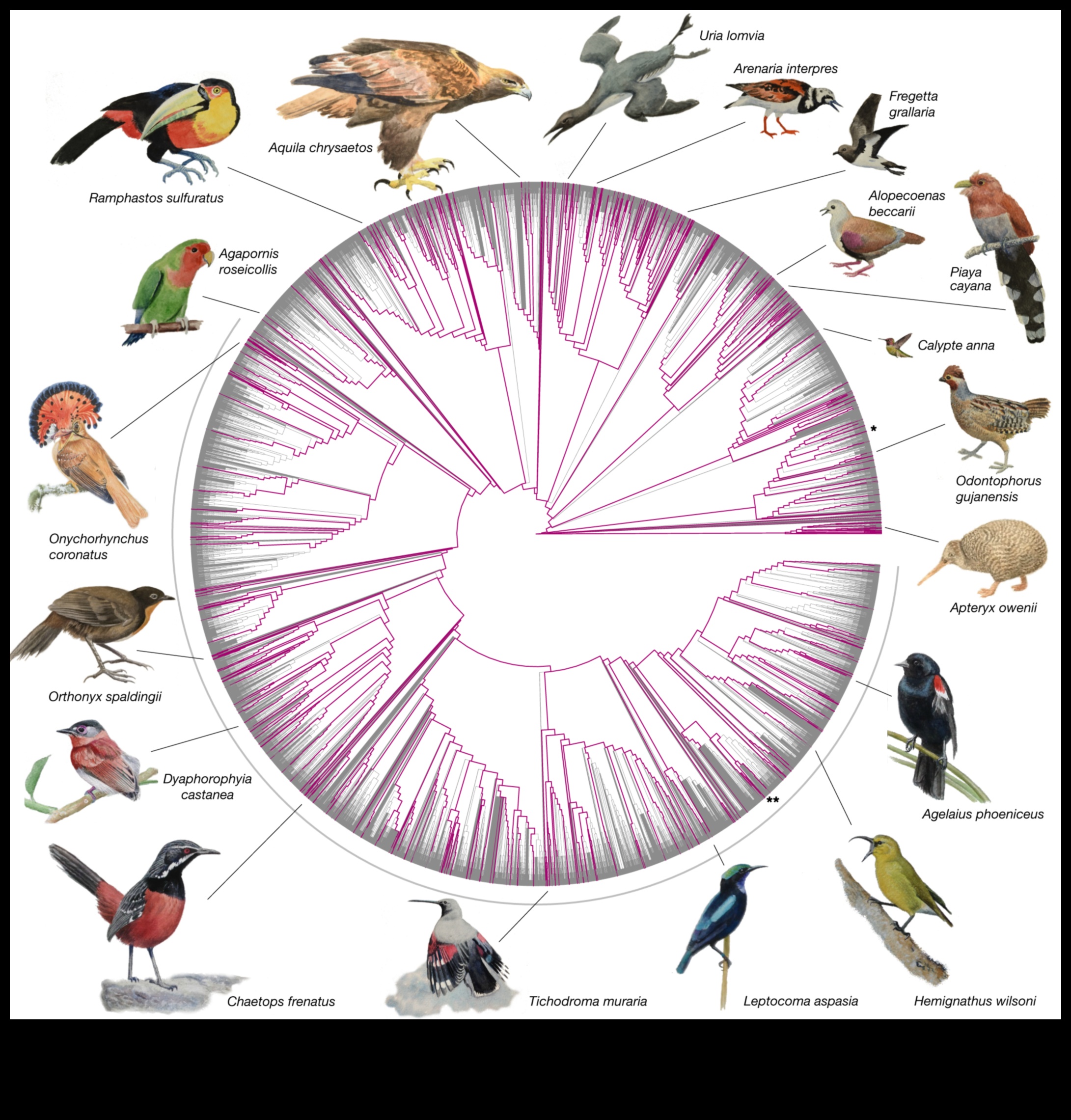 Beakonomics 3.0: Evolutionary Adaptations Across Bird Species